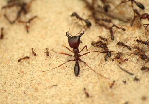 Ant Control In Bahrain