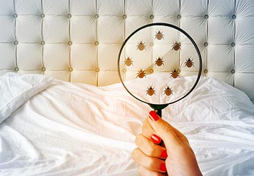 Bedbugs Control In Bahrain