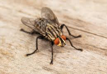 Fly Control Service In Bahrain