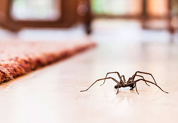 Spider Control In Bahrain