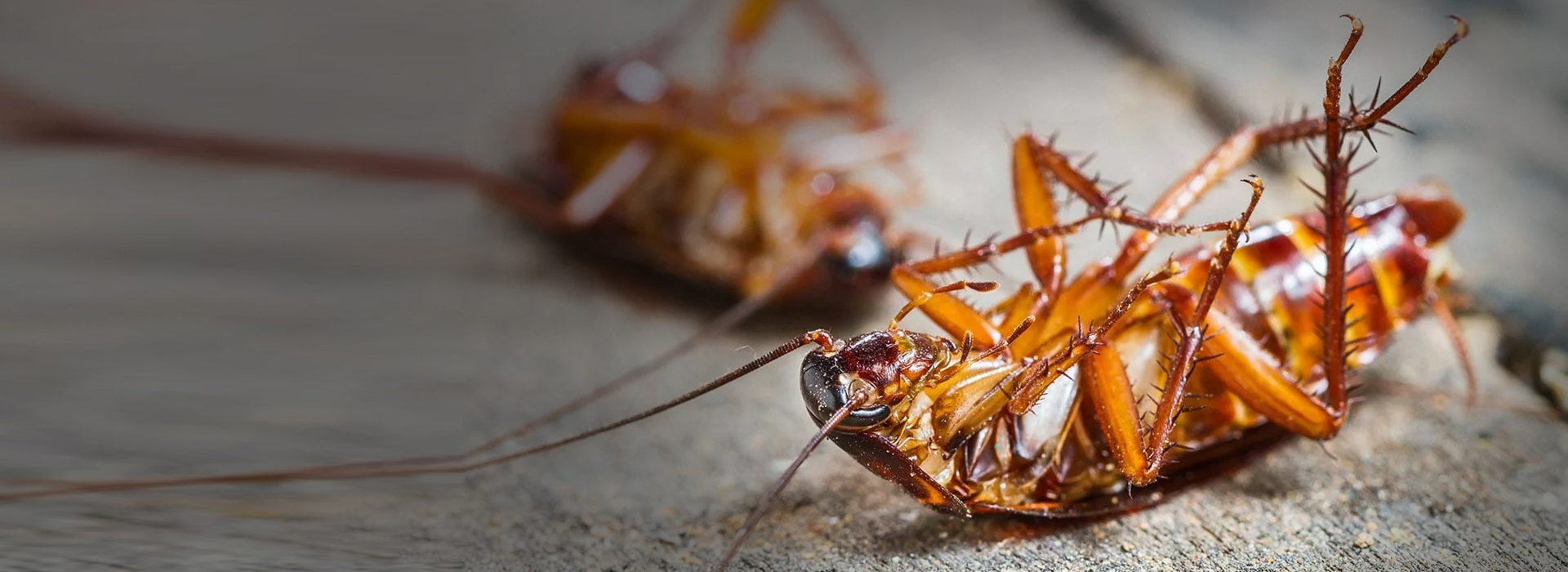 Bahrain Pest Control Companies